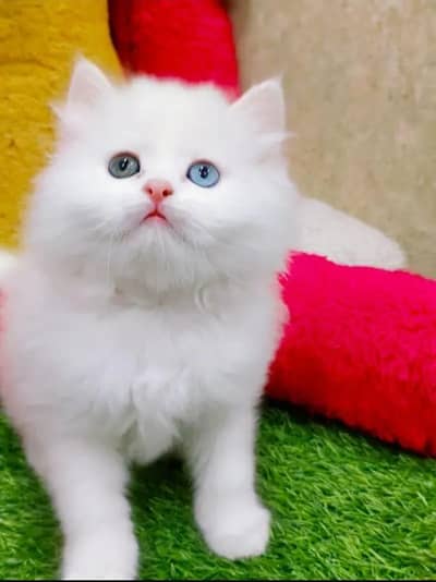 Persian cat for sale my WhatsApp number 0329-26-51-586