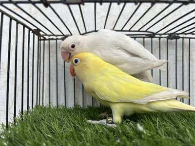 breeder love birds alabino creamino decino