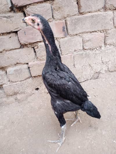 shamo Plus japnis pathi