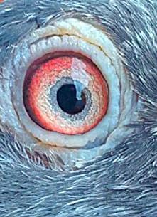 pure teddy pigeon pair high quality pair