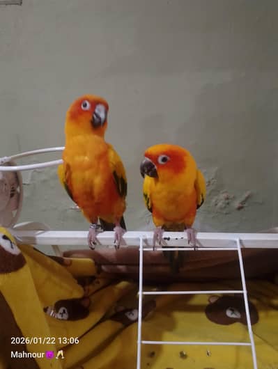 sun conure hand tame pair