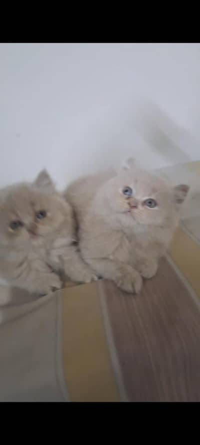 persian kitten