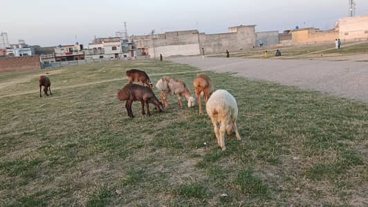 5 male Dumba ki  Lat