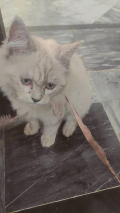 bhai ye cat hai mere pas agr koi bhai lena chahy to rtba kry