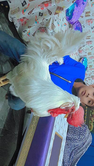 2 DESI MURGA WHITE FOR SALE
