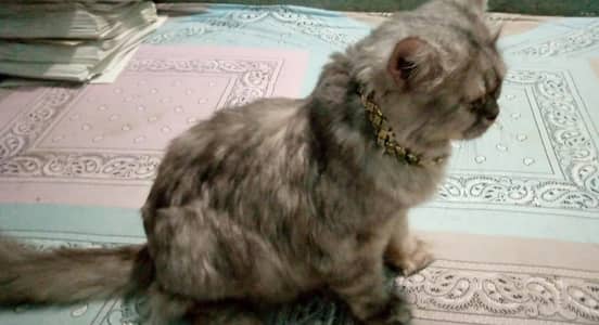 Russian cat golden eyes