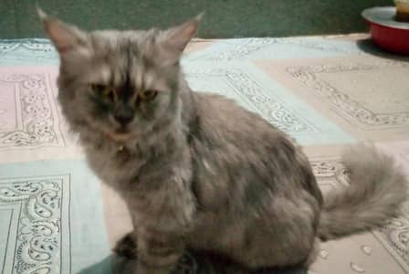 Russian cat golden eyes