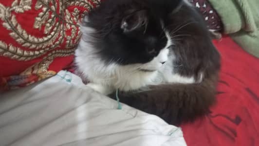 male cat for matting