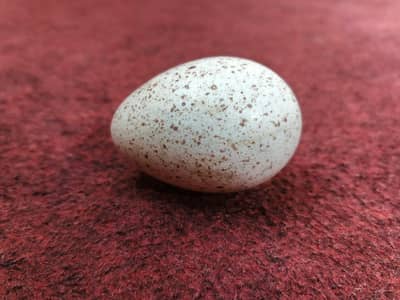 Fertile Eggs & Chicks (Turkey)