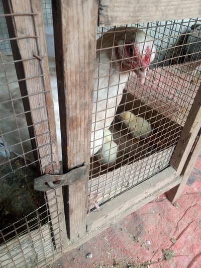 Aseel Hera Hen with 4 chicks