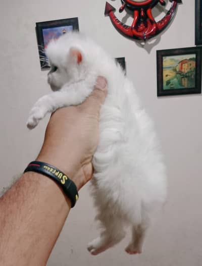 Punch face Persian white kitten ice toys