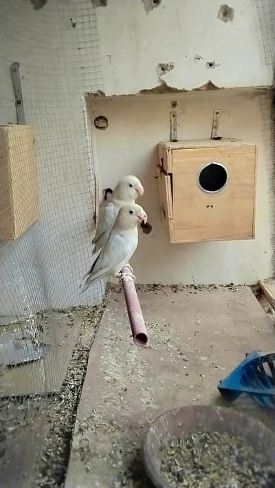 white lovebirds  cocktails  and raw Alexander