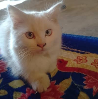 Persian Kitten for sale