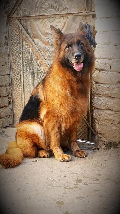 GSD Quality Female available