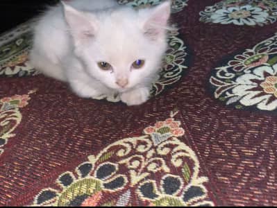 White persian female kitten