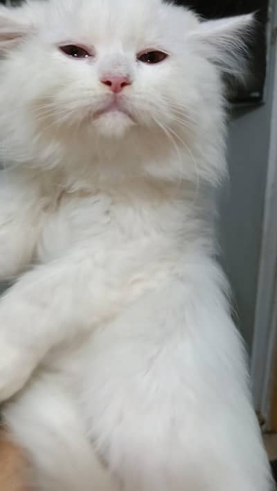 heavy coated kittens