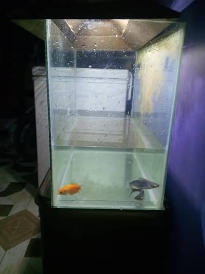 fish eqarium 3 fishs