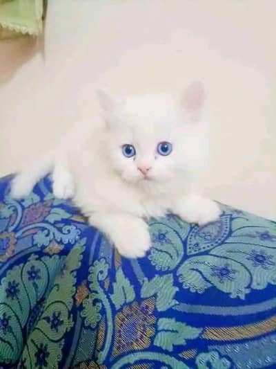Persian cat for sale my WhatsApp number  0325-69-53-977