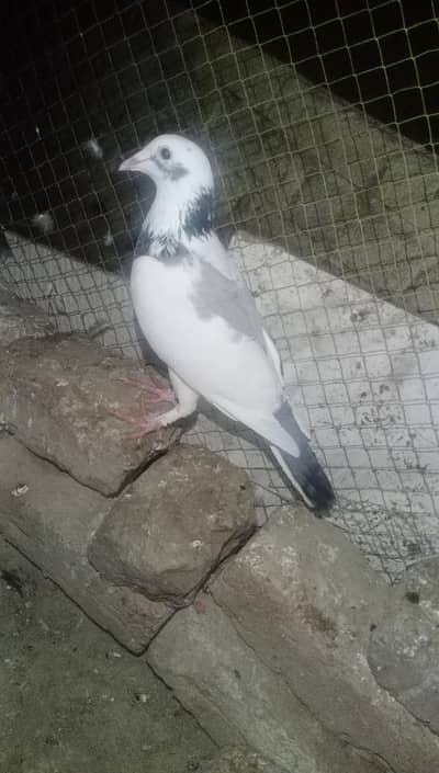 rasi fancy kaboter sell