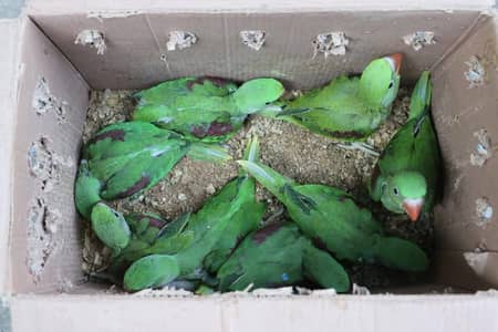 raw parrot chicks