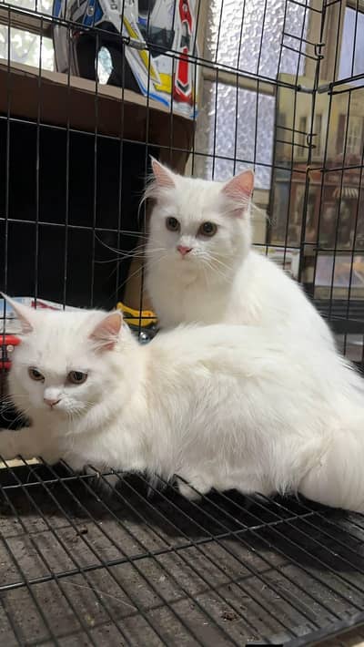 Persian cat for sale my WhatsApp number  0325-69-53-977