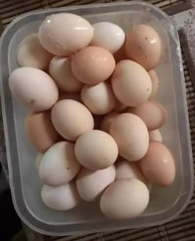 dasi egss sale in G 7