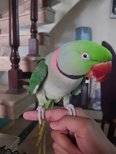 raw parrot male
