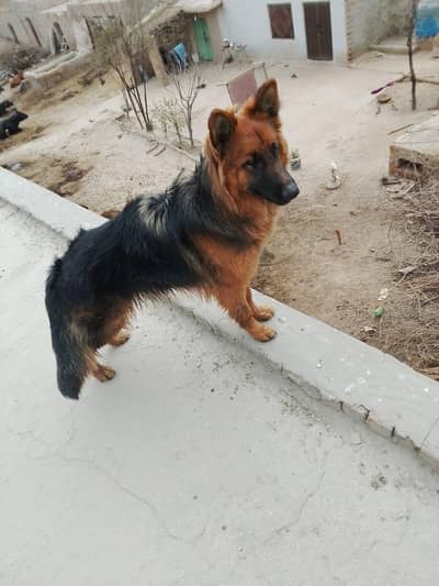 German shepherd female