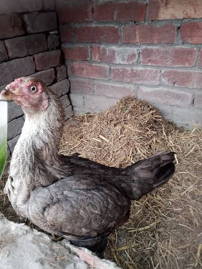 i want to sale my pure old bread aseel hen