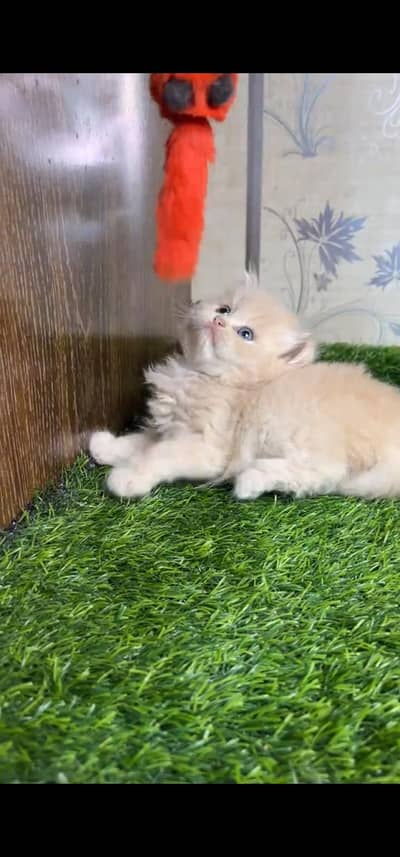 Quality Persian Punch face cat & kitten is 03477878702 WhatsApp