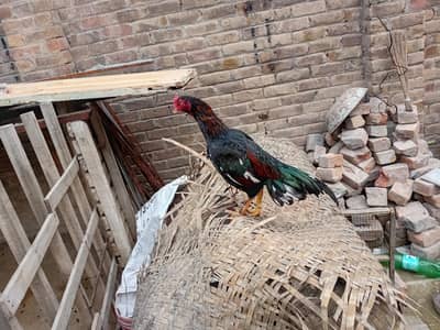 astrolorp and aseel pairs