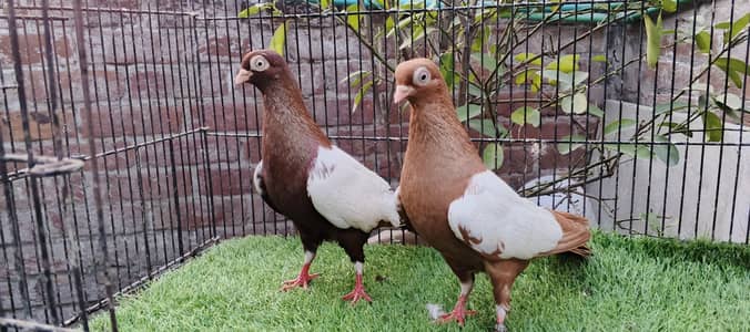 all fancy pigeon  03191079455 what's app
