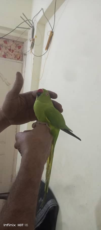 Green Parrot
