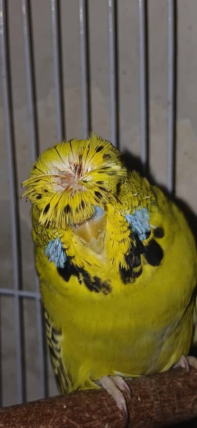 Exhibition double crusted Top Quality female