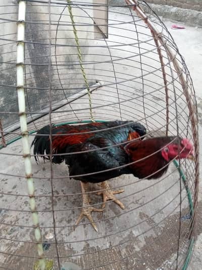 Shamo plus thai murga and Thai pure female