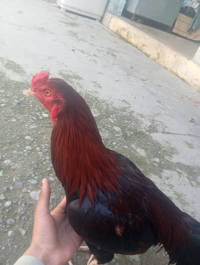 breeder hen aseel hen