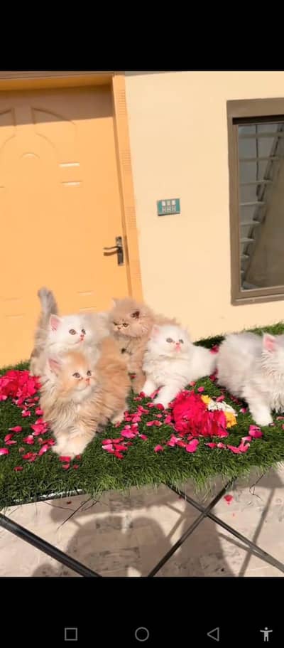 Persian cat for sale male or female03354718239 my WhatsApp number