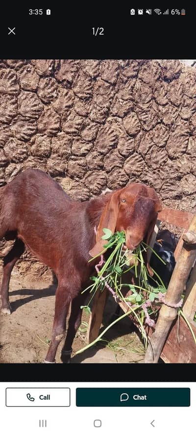 Desi betal Bakra for sale contact WhatsApp 03,,23,21,54,780