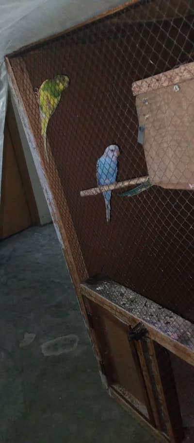 3 pair 3 baby 4 parrot egg with cage