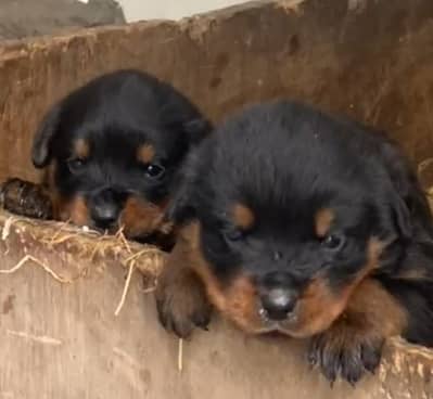 Rottweiler Female puppy