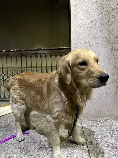 Golden retriever looking for a new home.