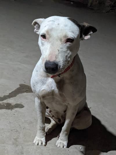 walaiti gultair female