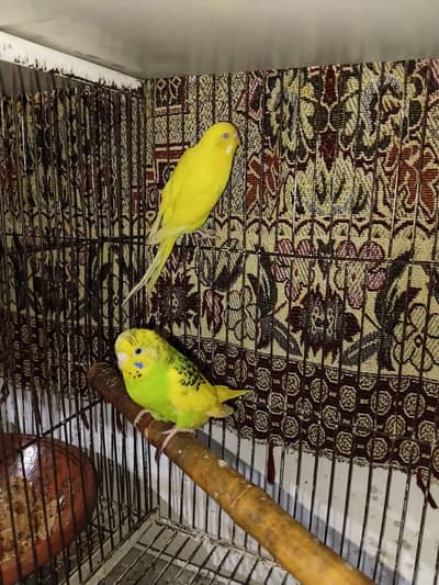 Australian parrots.   Budgies