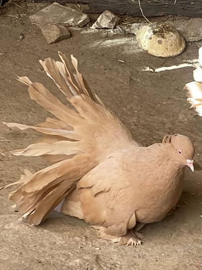 American important  jumbo size breeder female