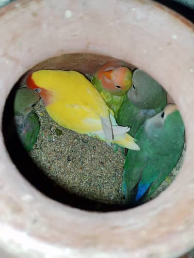 love birds breeding pair