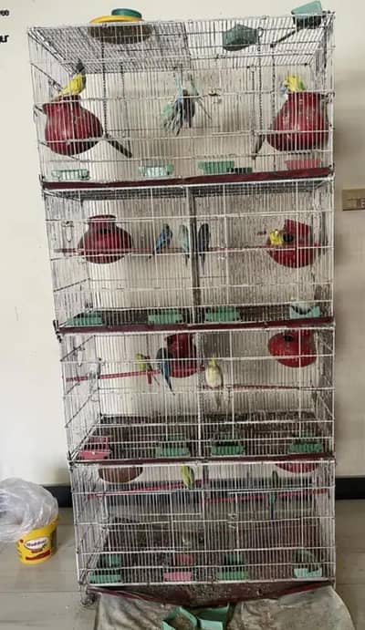 budgie parrots and cocktail