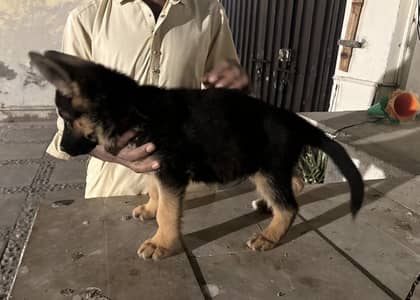 Pedigreed German Shepherd Puppy