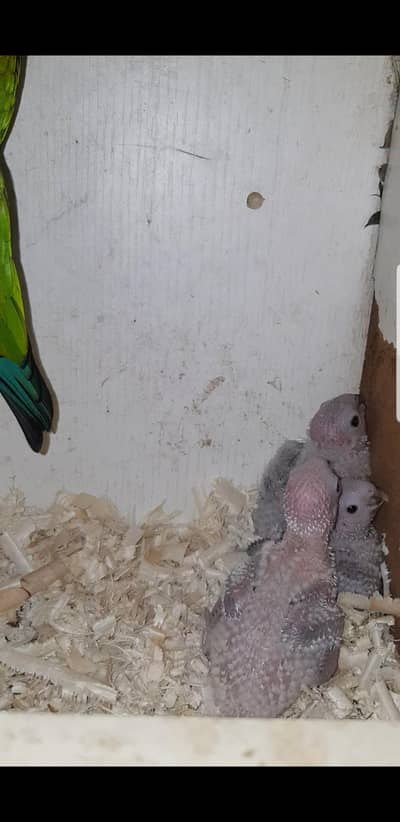 yellow sided red factor 2 chicks for sale