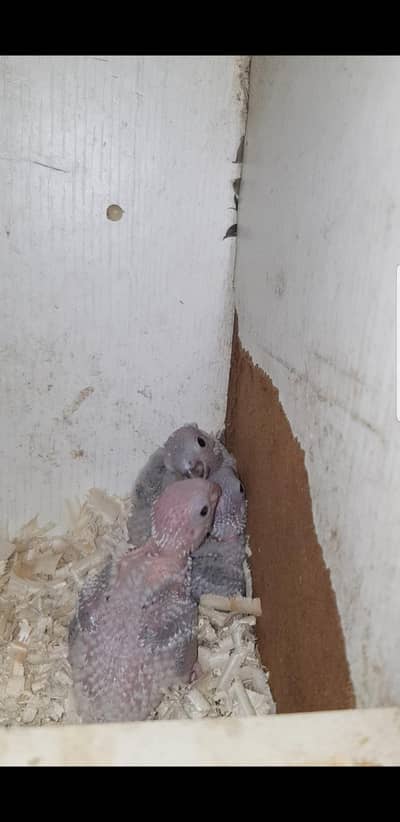 yellow sided red factor chicks for sale