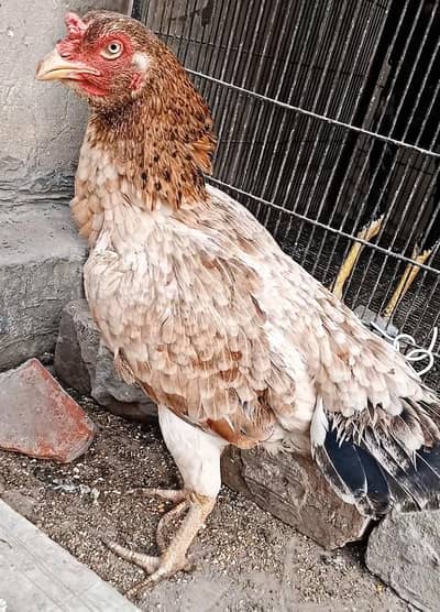 Aseel Murgi , Aseel Mianwali , Pure Aseel Murgi